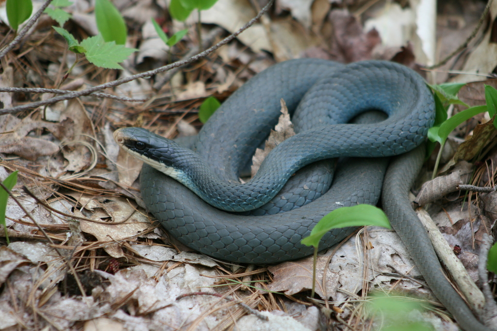Blue Racer (Reptiles of Ohio) · iNaturalist