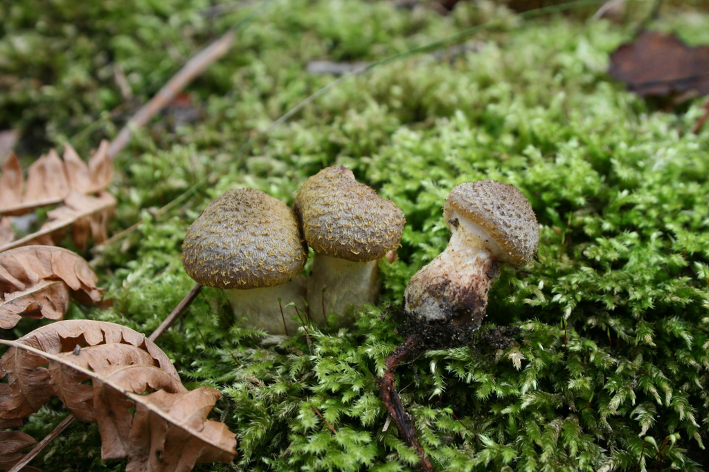 Fungi Friday - Late Fall Fungi