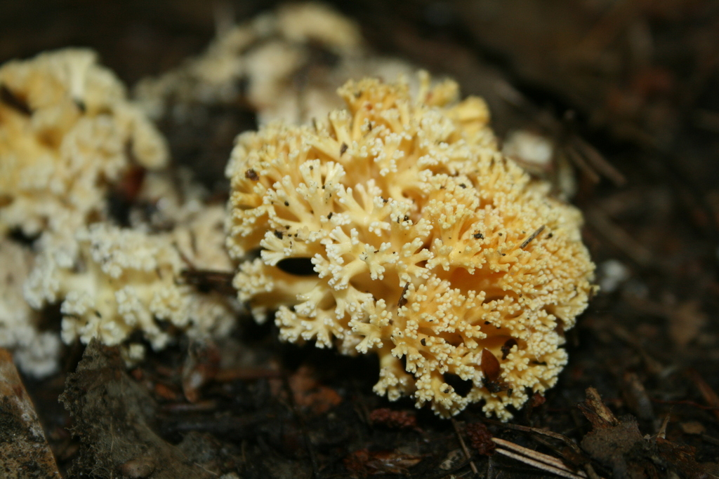 Fungi Friday - More Summer Fungi From Michigan, USA