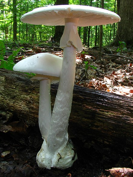 Volvariella volvacea - Wikipedia