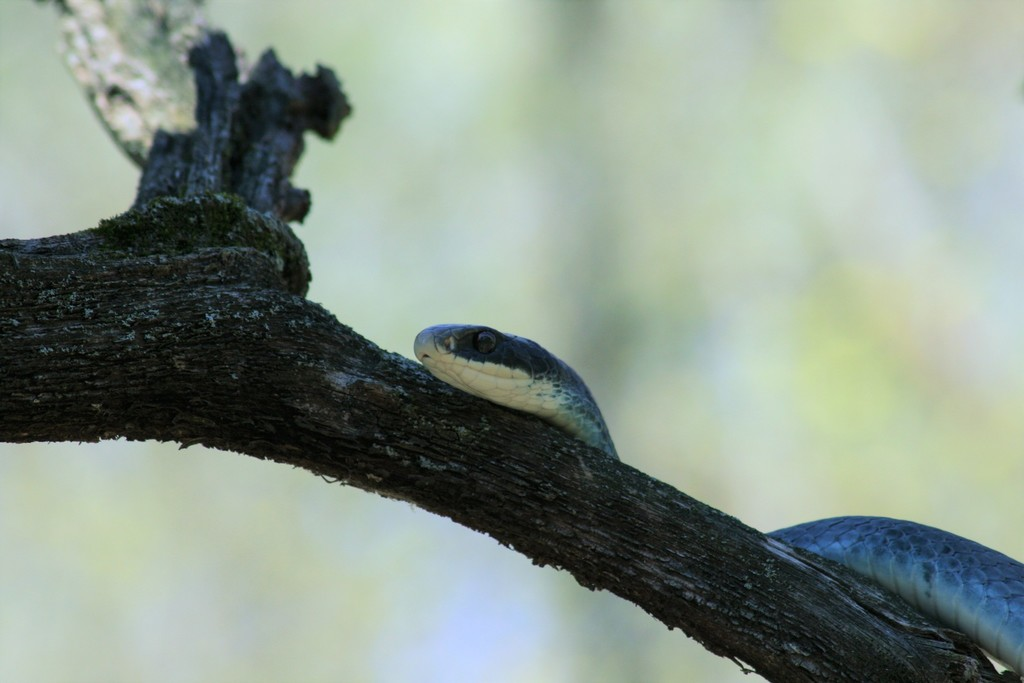 Blue Racer (Reptiles of Ohio) · iNaturalist