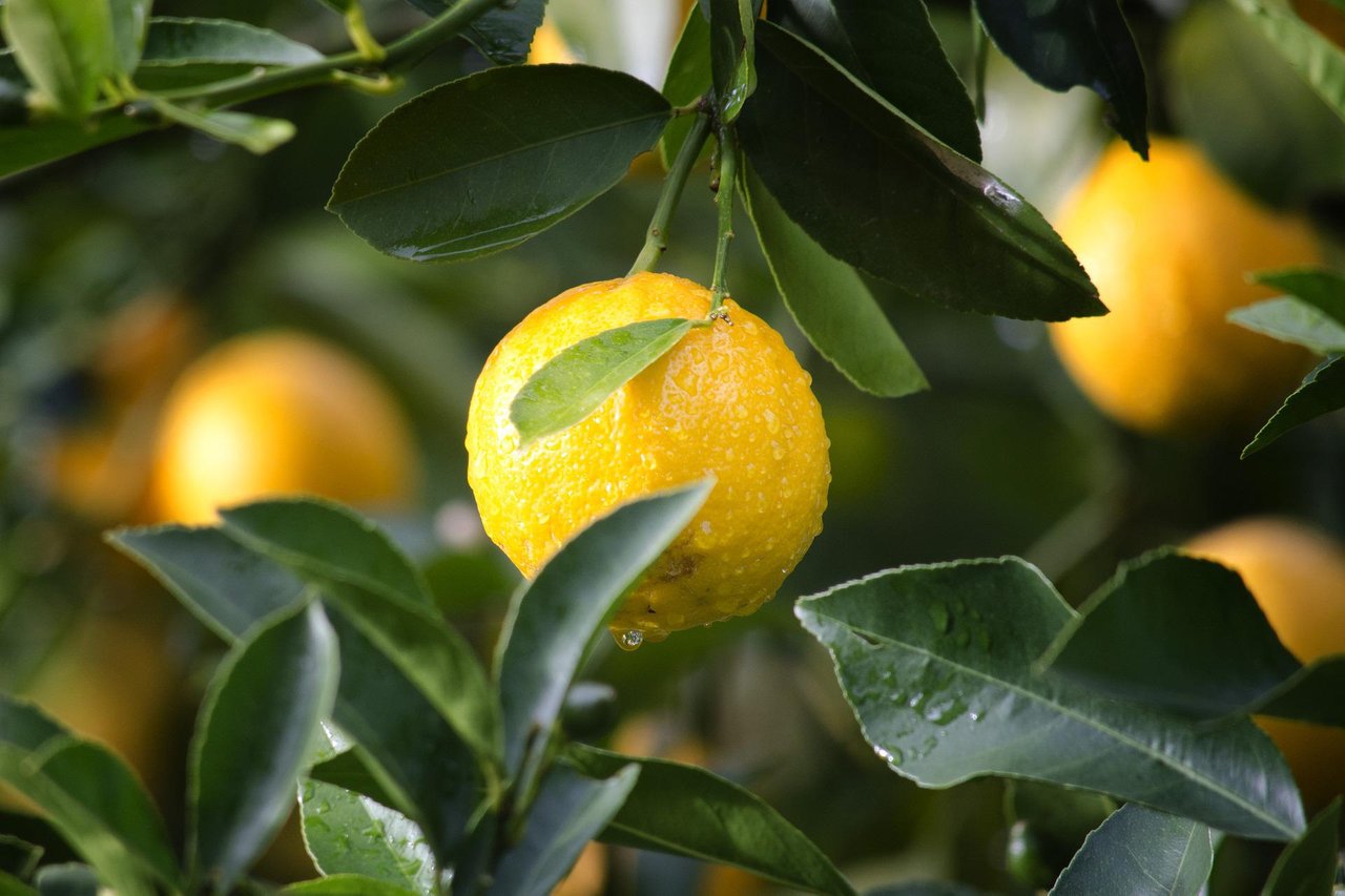 Health benefits hotsell of lemon leaves