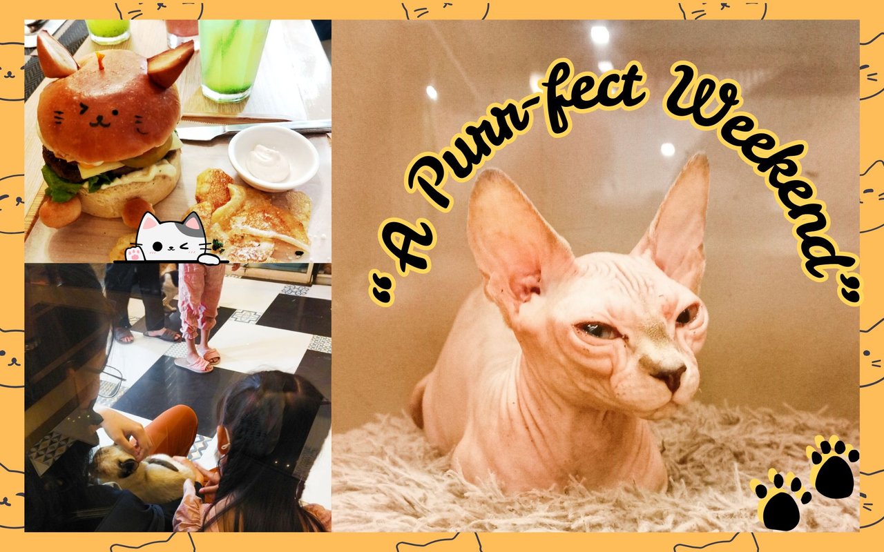 The Magic of Cats: Weekend Moments at the Cat Café with my Daughter and Niece