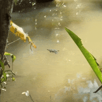 we spotted the turtle