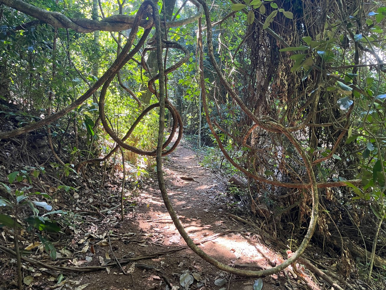 Hiking up a Mountain (using a car) - my first experience in a tropical forest TIJUCA FOREST - Pedra Bonita:  a Giant Face on the Side of a Cliff With a Crazy View!