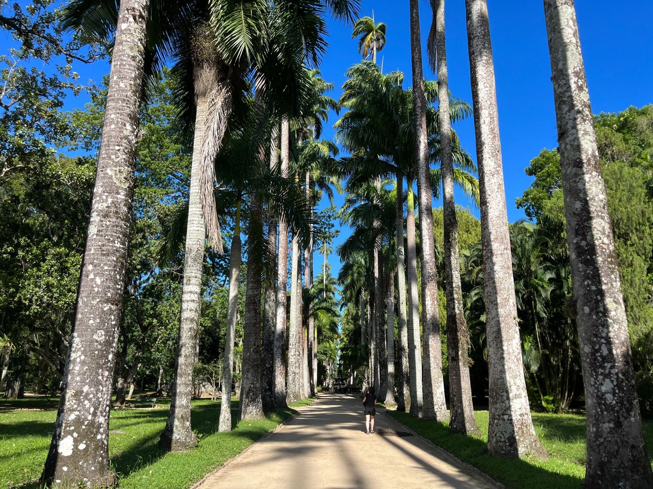 Avenue of Royal Palms