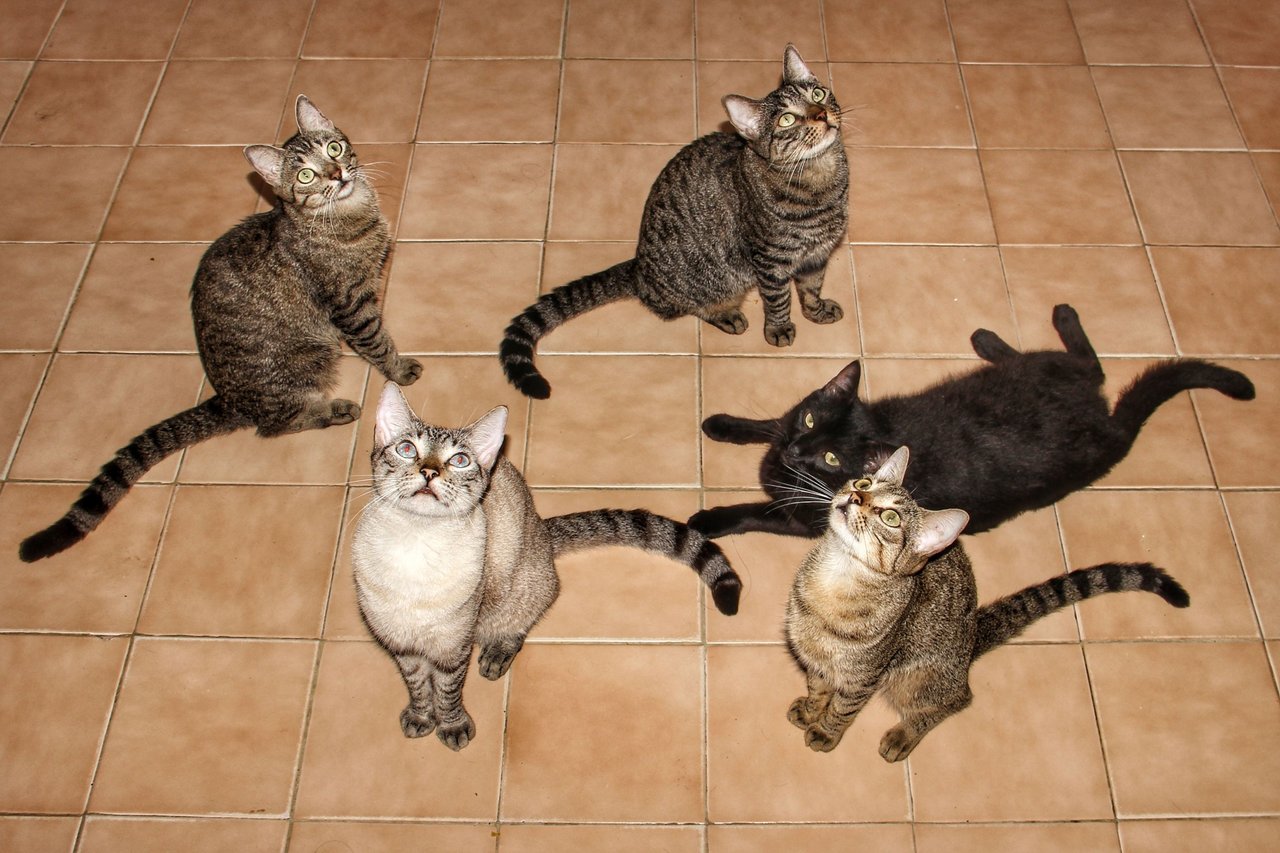 Living with 6 cats