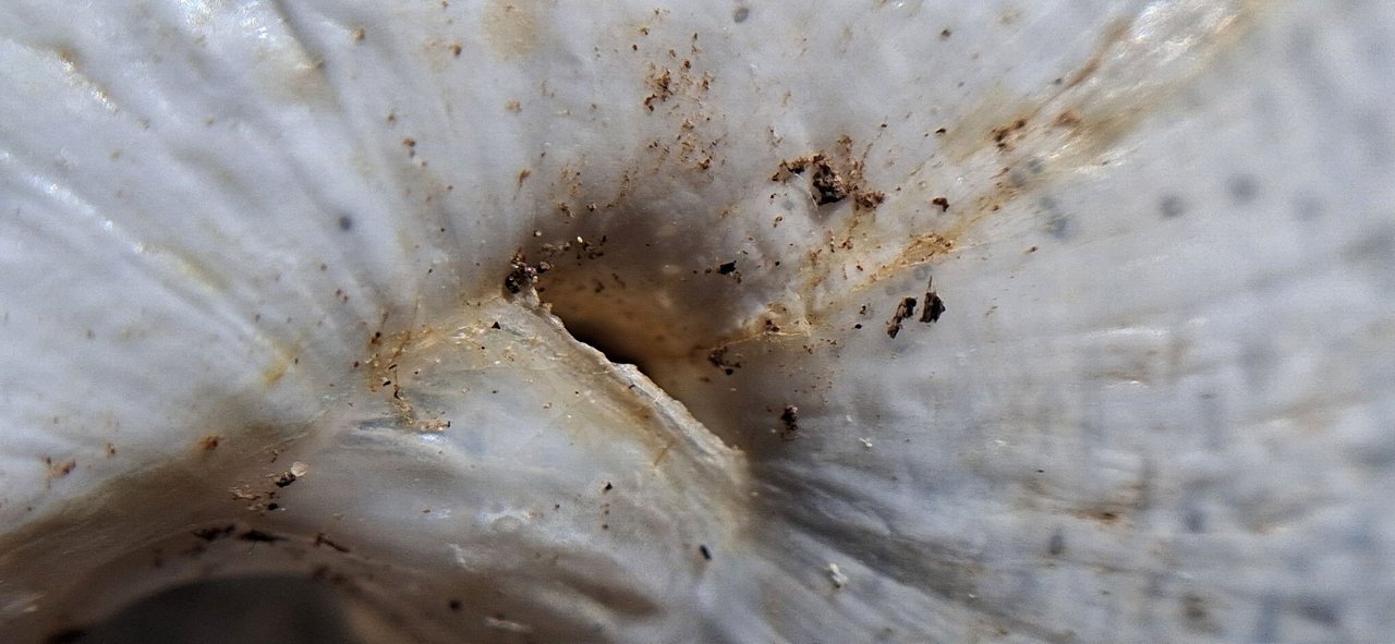 https://files.peakd.com/file/peakd-hive/xrayman/Ep1XusZeayrTgvfQNmAgPxyfV5vxWMXZ1Tw5BgBih69BxLg7nujkWsNjRJsGxVu9XDA.jpg