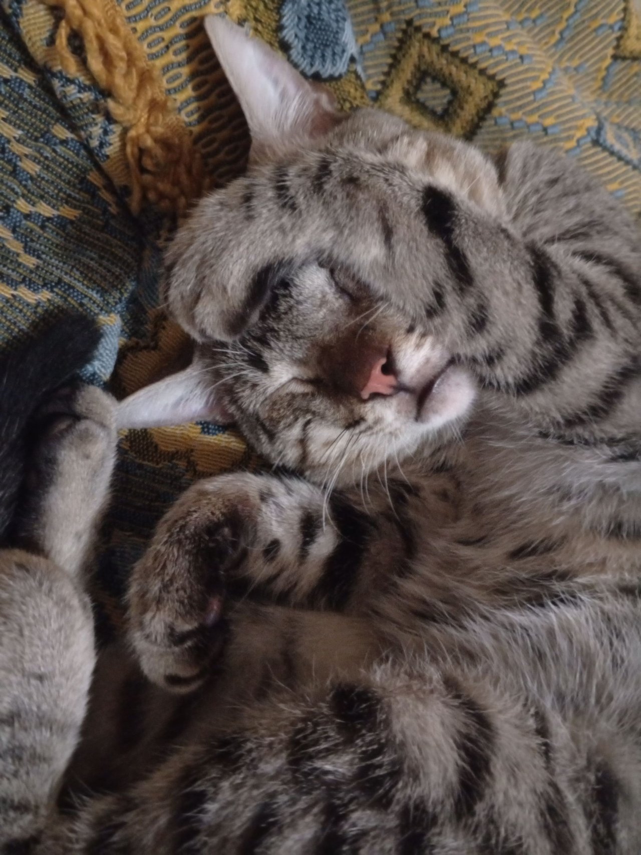 My beautiful cat Manuel really enjoys his nap.[Eng-Spa]