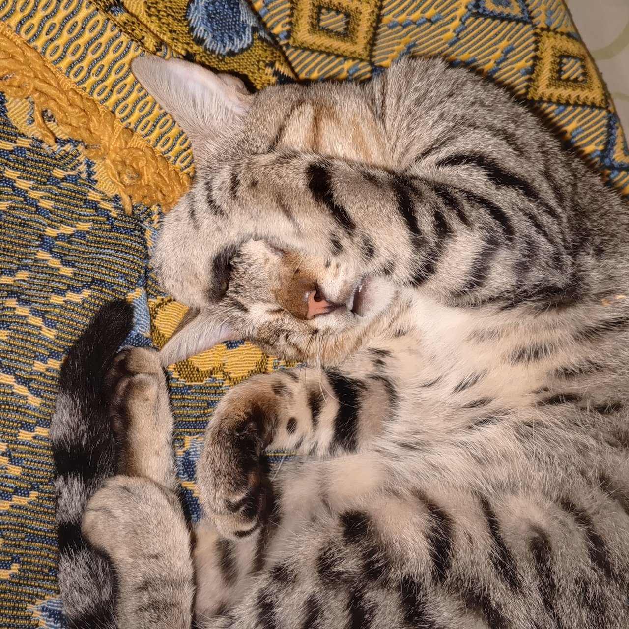 My beautiful cat Manuel really enjoys his nap.[Eng-Spa]