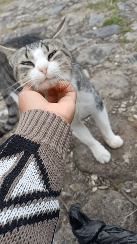 InShot_20250719_203150727.gif