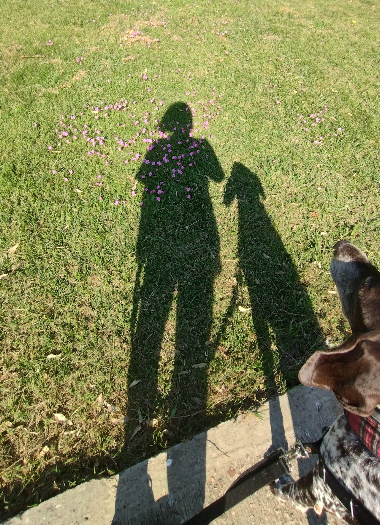 [ENG/ESP] Perfect day: forest, river, and a dog 🌳+🌊+🐶=💖