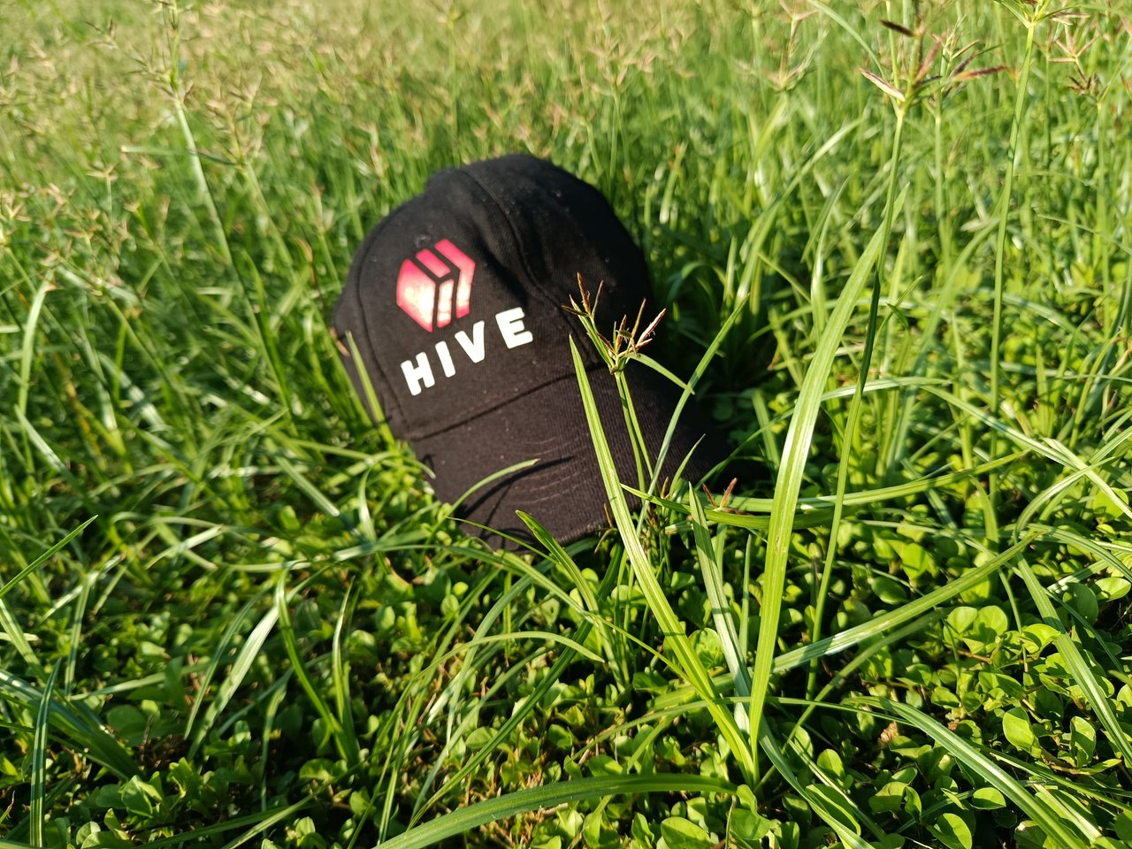 Hive Walking Experience 