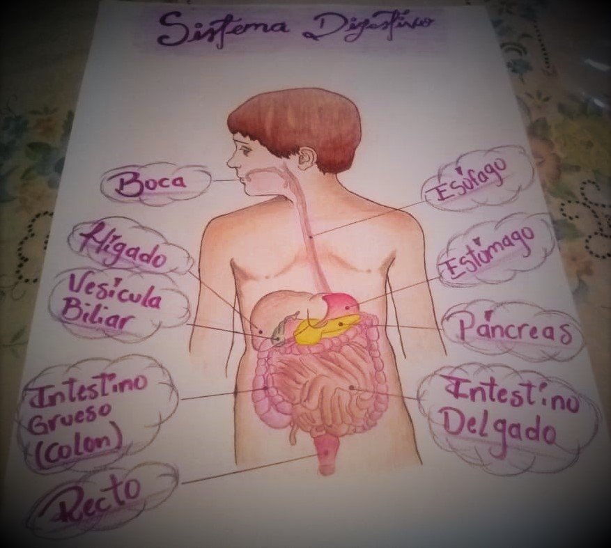 ESP/ING] Dibujo sobre el sistema digestivo // Digestive system drawing |  PeakD