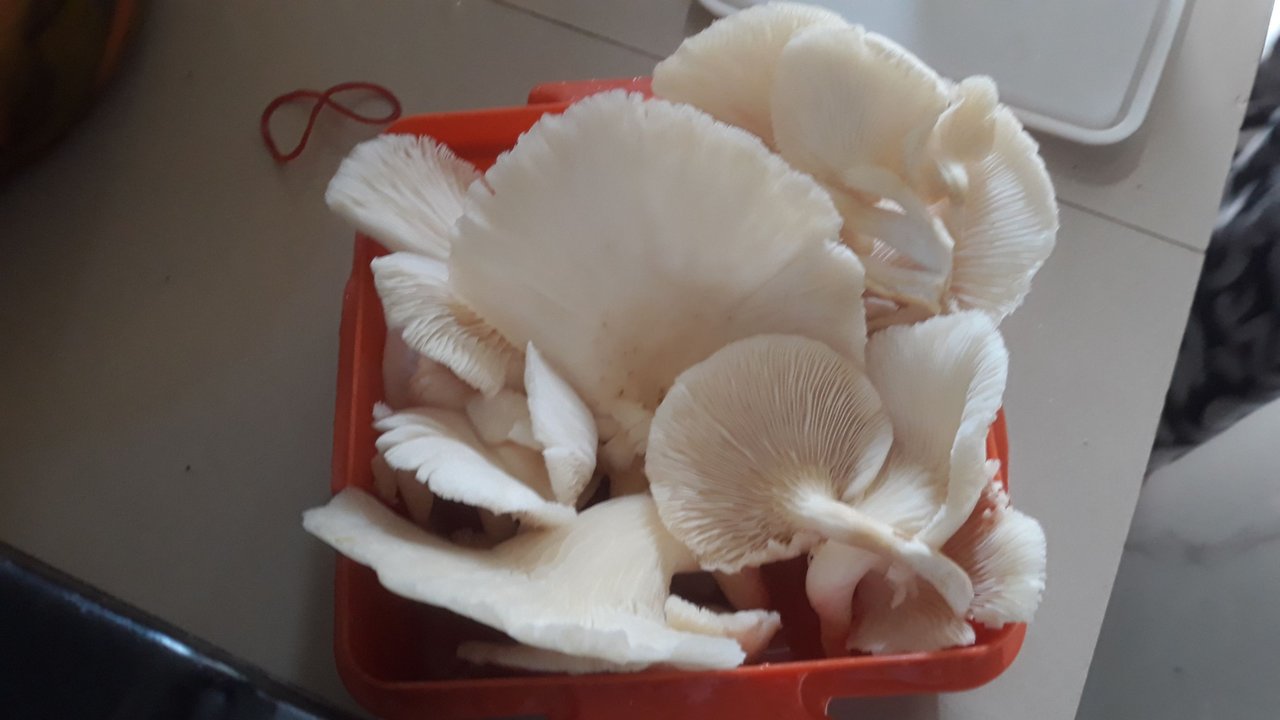 https://files.peakd.com/file/peakd-hive/yuliadi/23tbrijgdr6UtESJPN9FnAxxmHjj3RbaVgJpp4k5WprwajSSUJefKWKqZAiJd8ykhZUxH.jpg