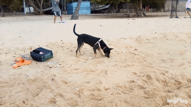 1000123838.gif
