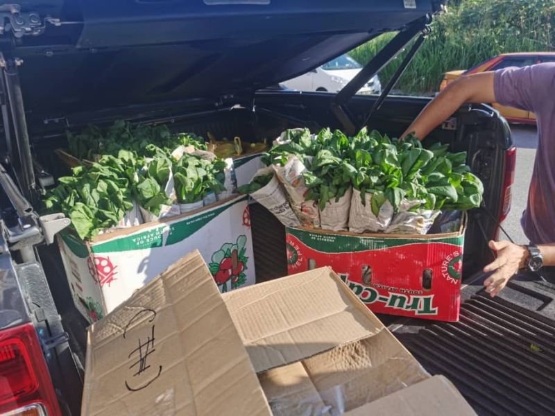 MIReKnbK-cameron_vegetables_2603_1.jpg