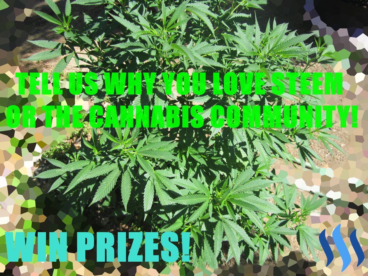 https://files.steempeak.com/file/steempeak/canna-collective/dIjp9R94-CannaWeeklyContest08252019.JPG