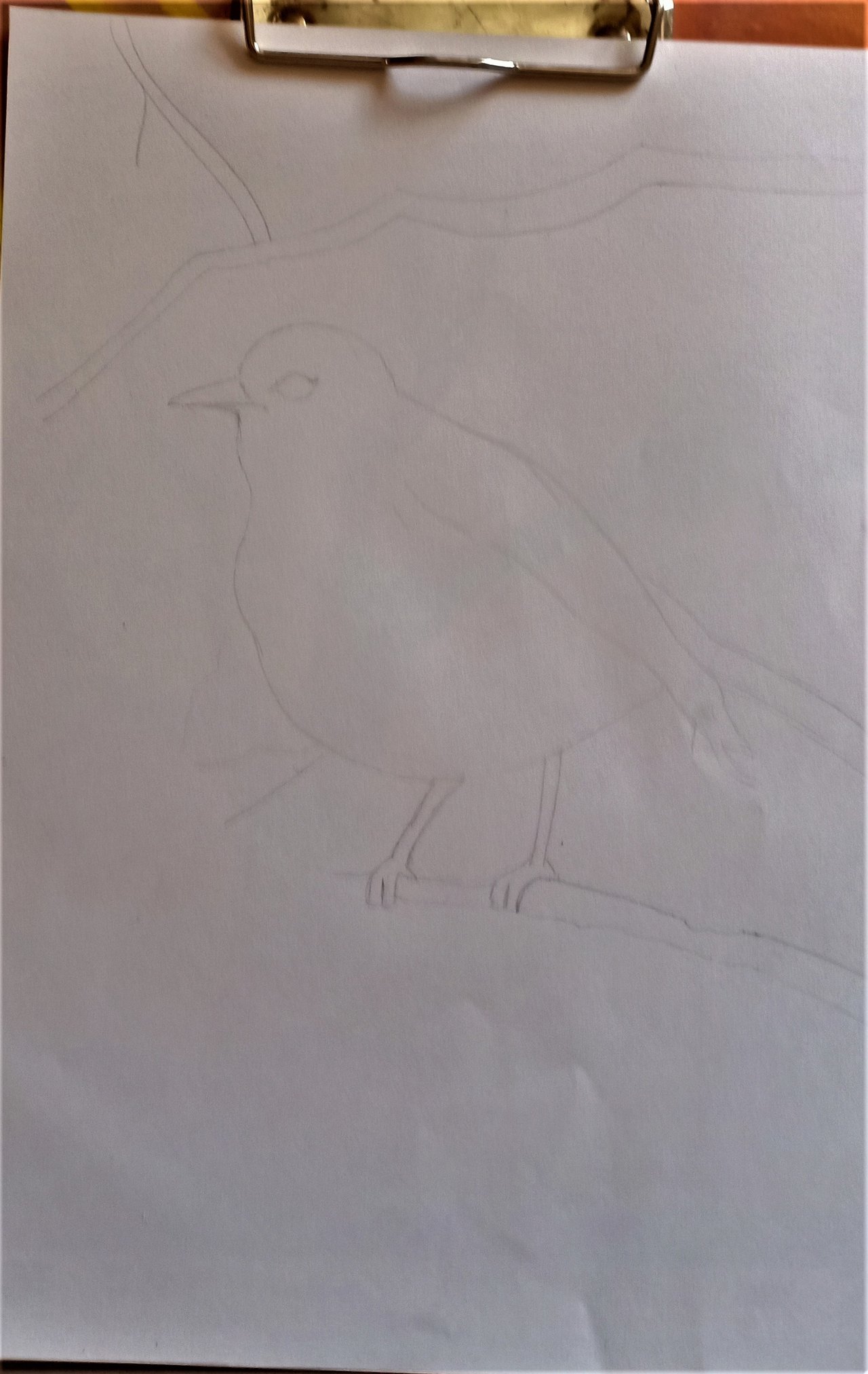 Bird1.jpg