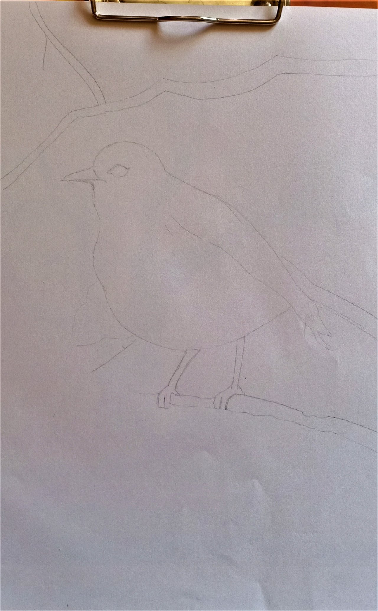 Bird2.jpg