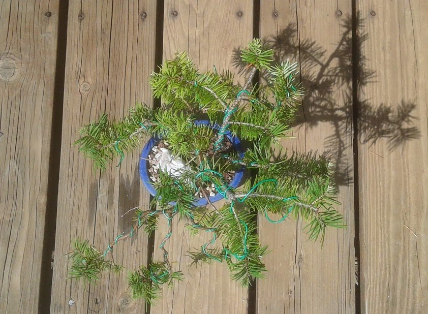 minecraft bonsai tree build Bonsai tree