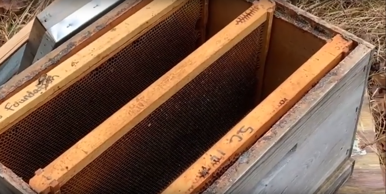 bees2.png