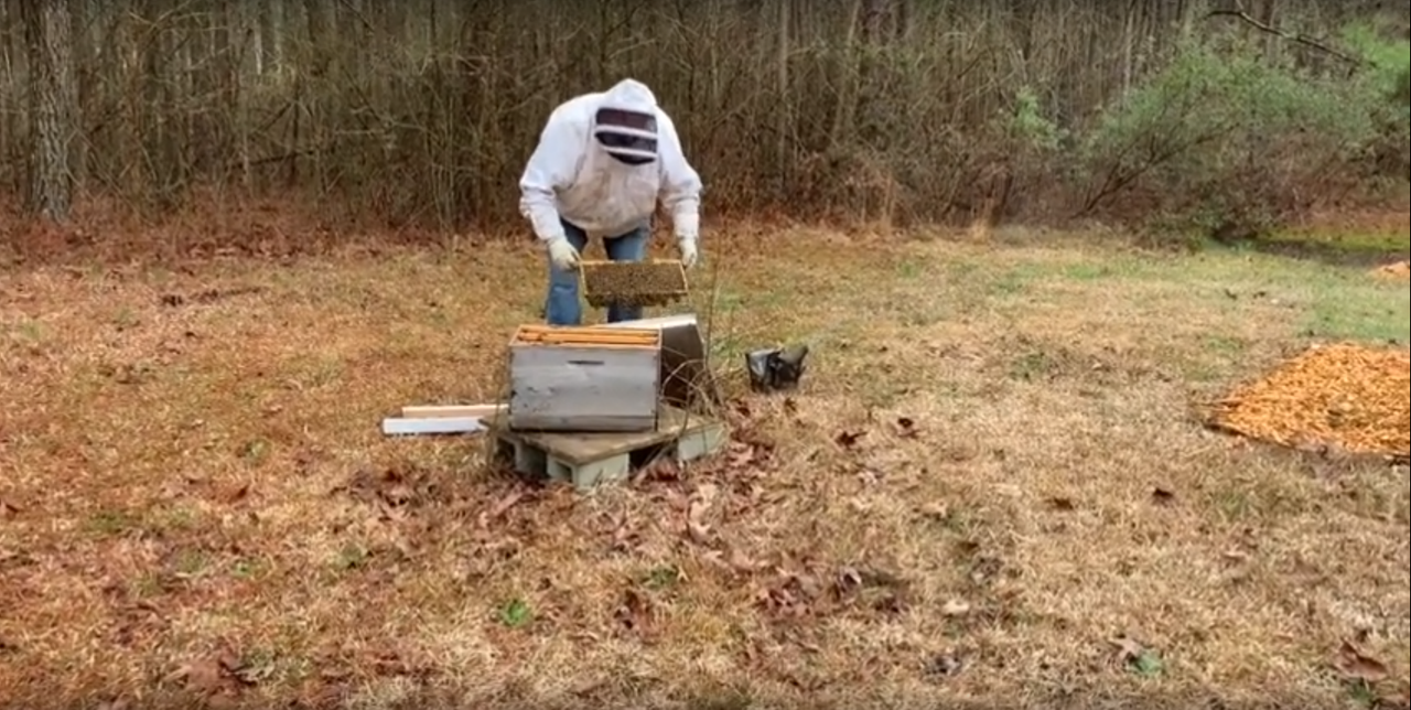 bees4.png