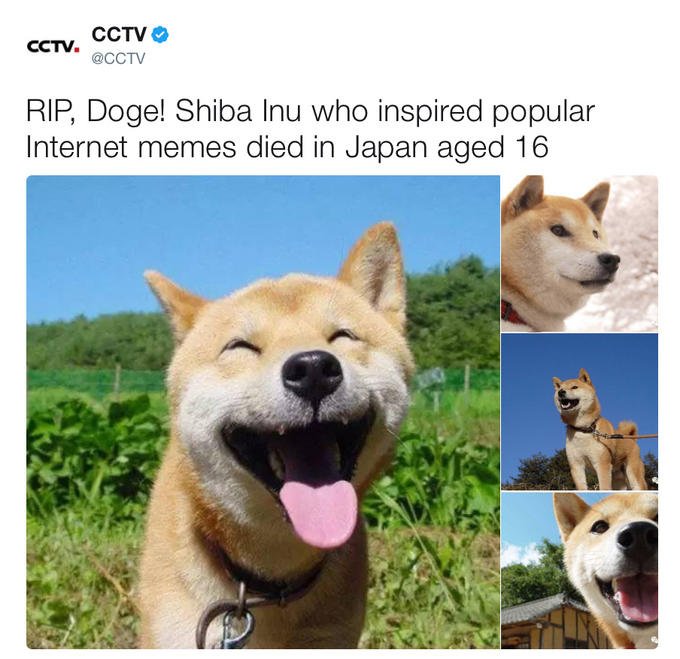 suchdogedead.jpg
