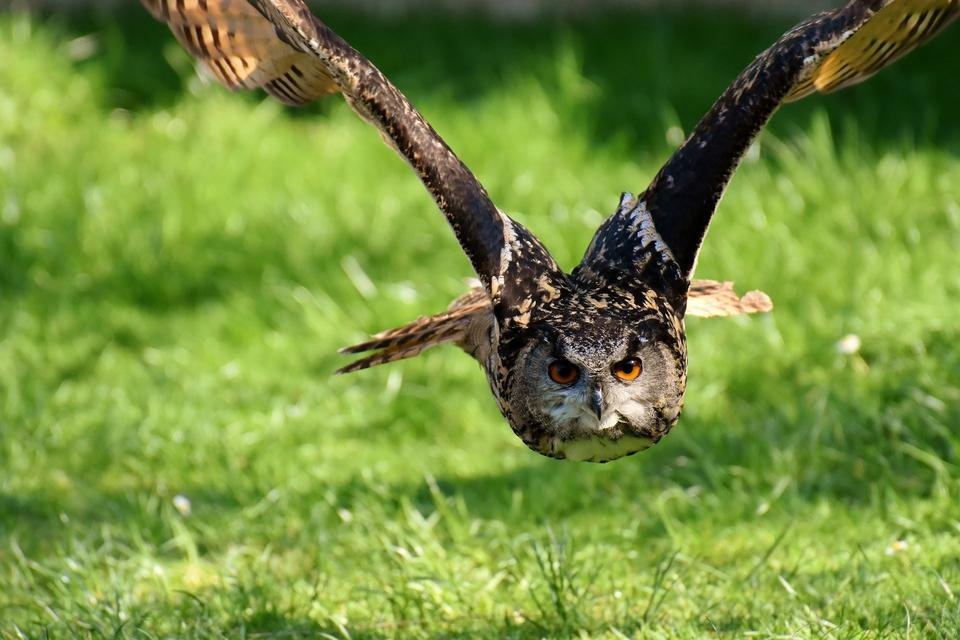 beautiful owl.jpg