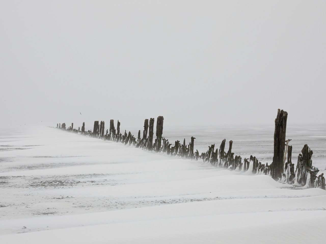 These poles were used to construct dams, to win land from the sea. This image is taken during a blizzard.