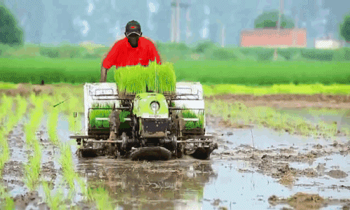 anigiftranplantadora de arroz.gif