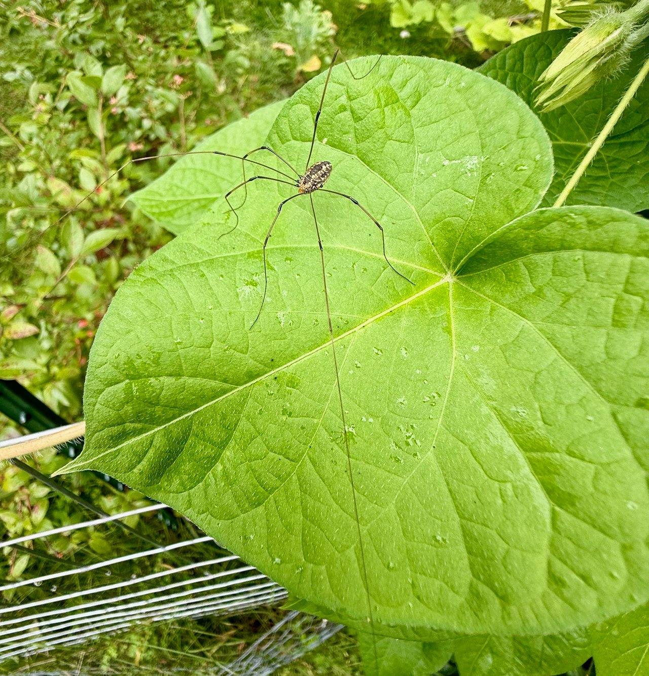 Daddy Longlegs