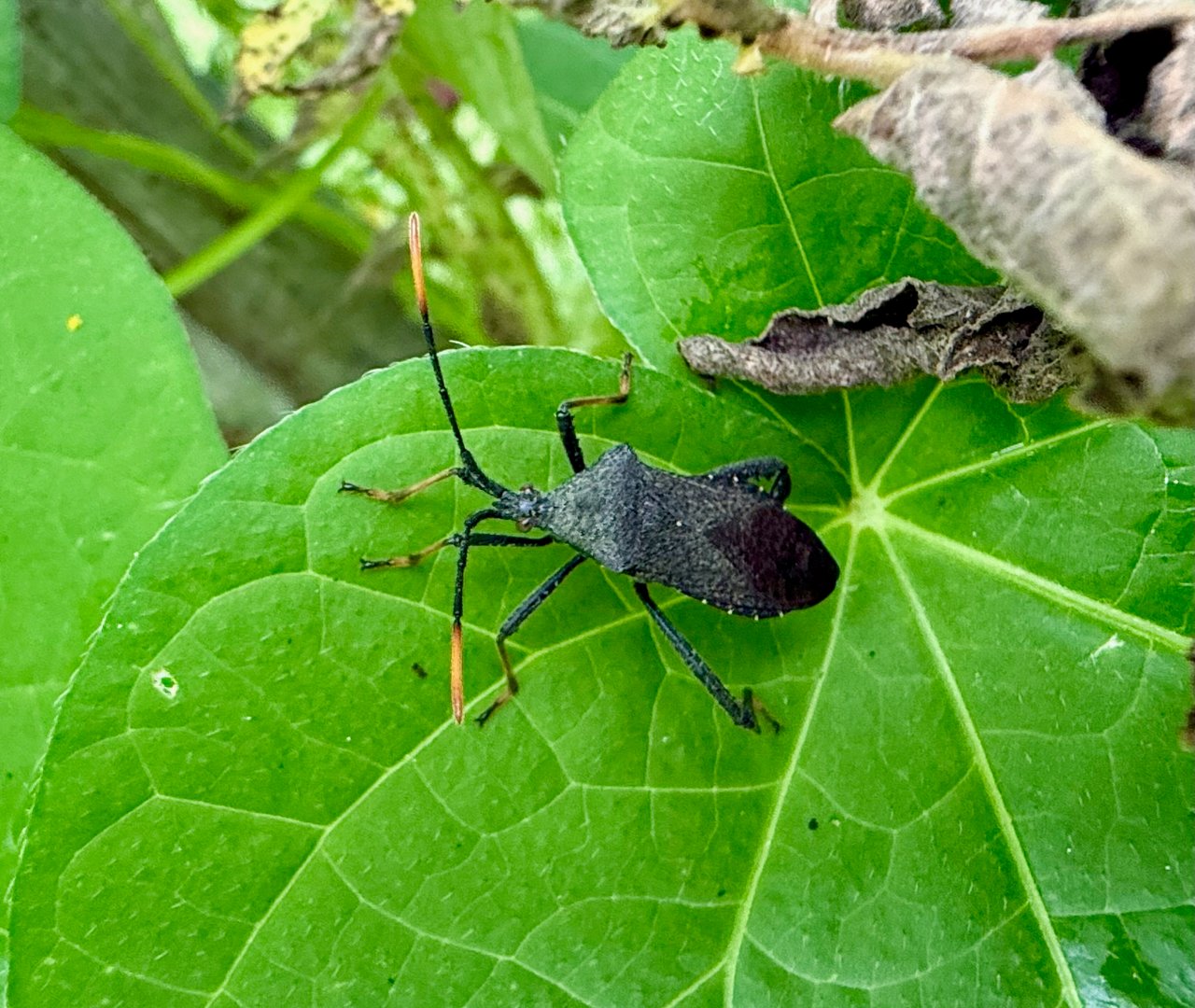 Leaf footed bug