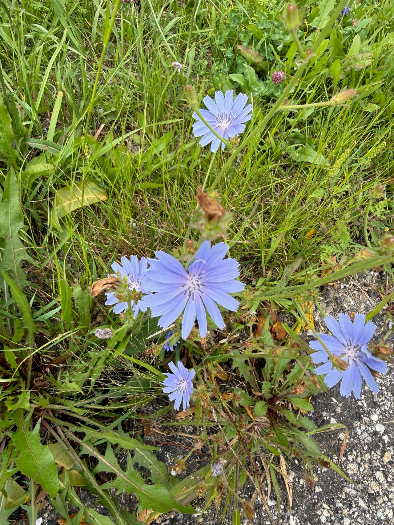 Roadside