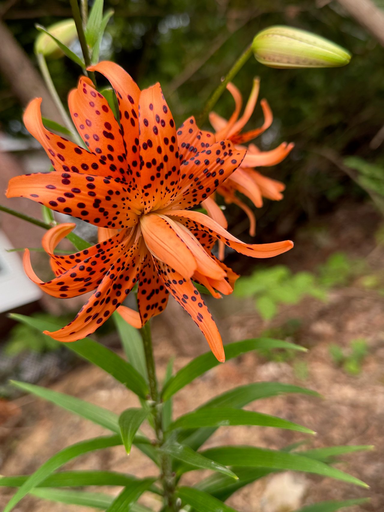 Tiger Lily Bloom