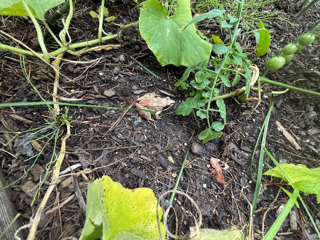 In situ