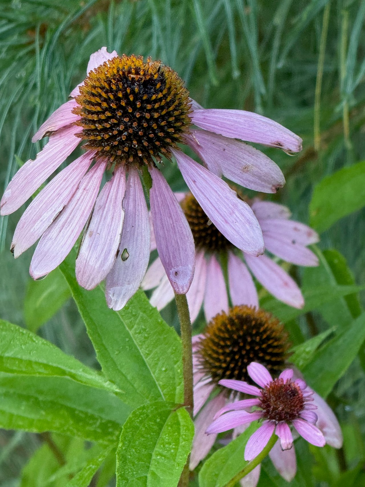 Coneflower