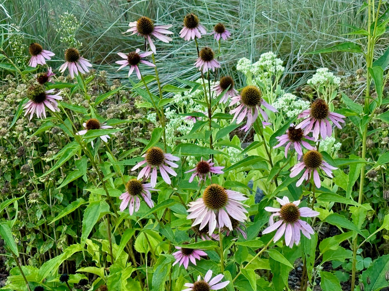 More coneflowers
