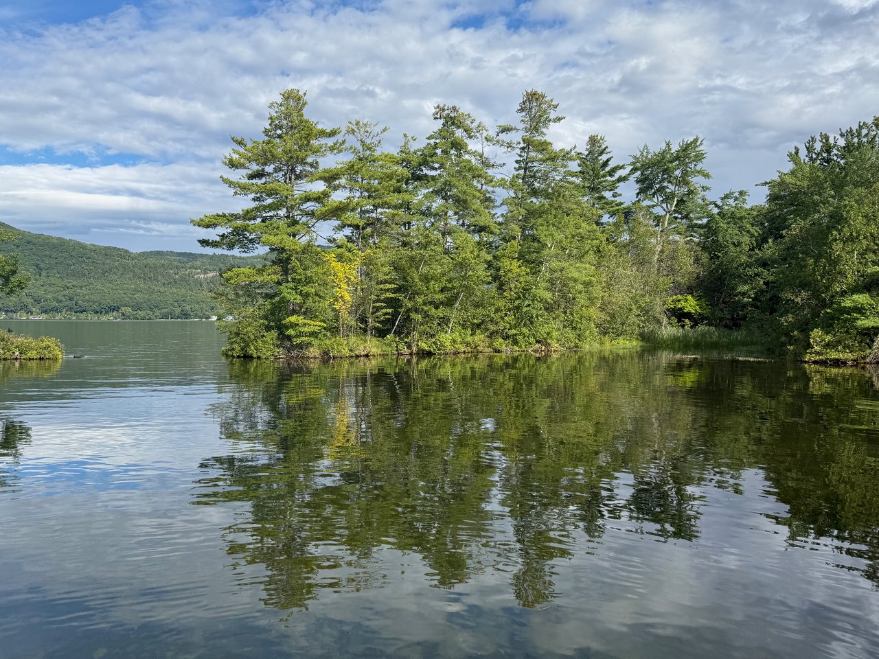 Trees and reflections