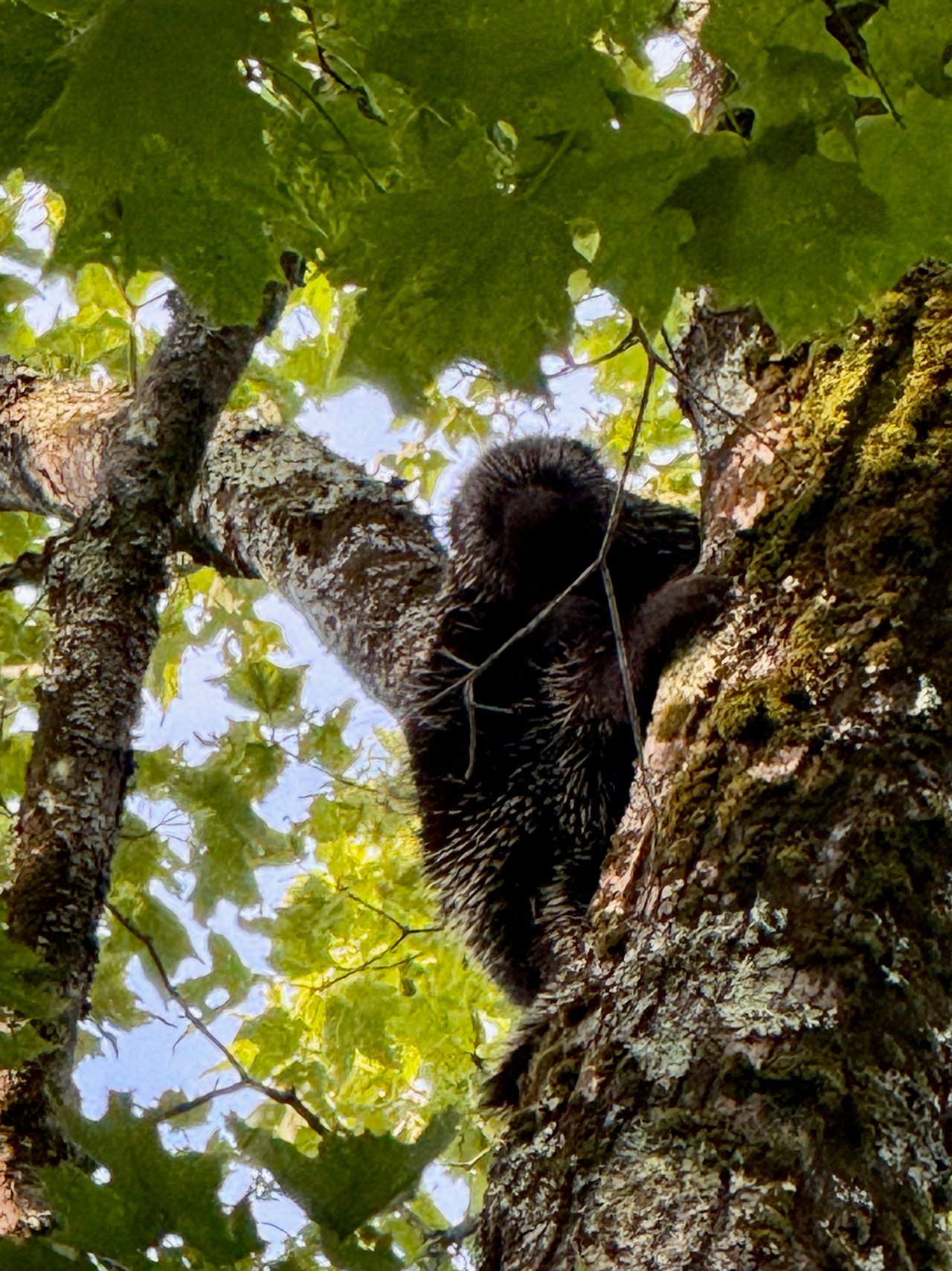 Porcupine