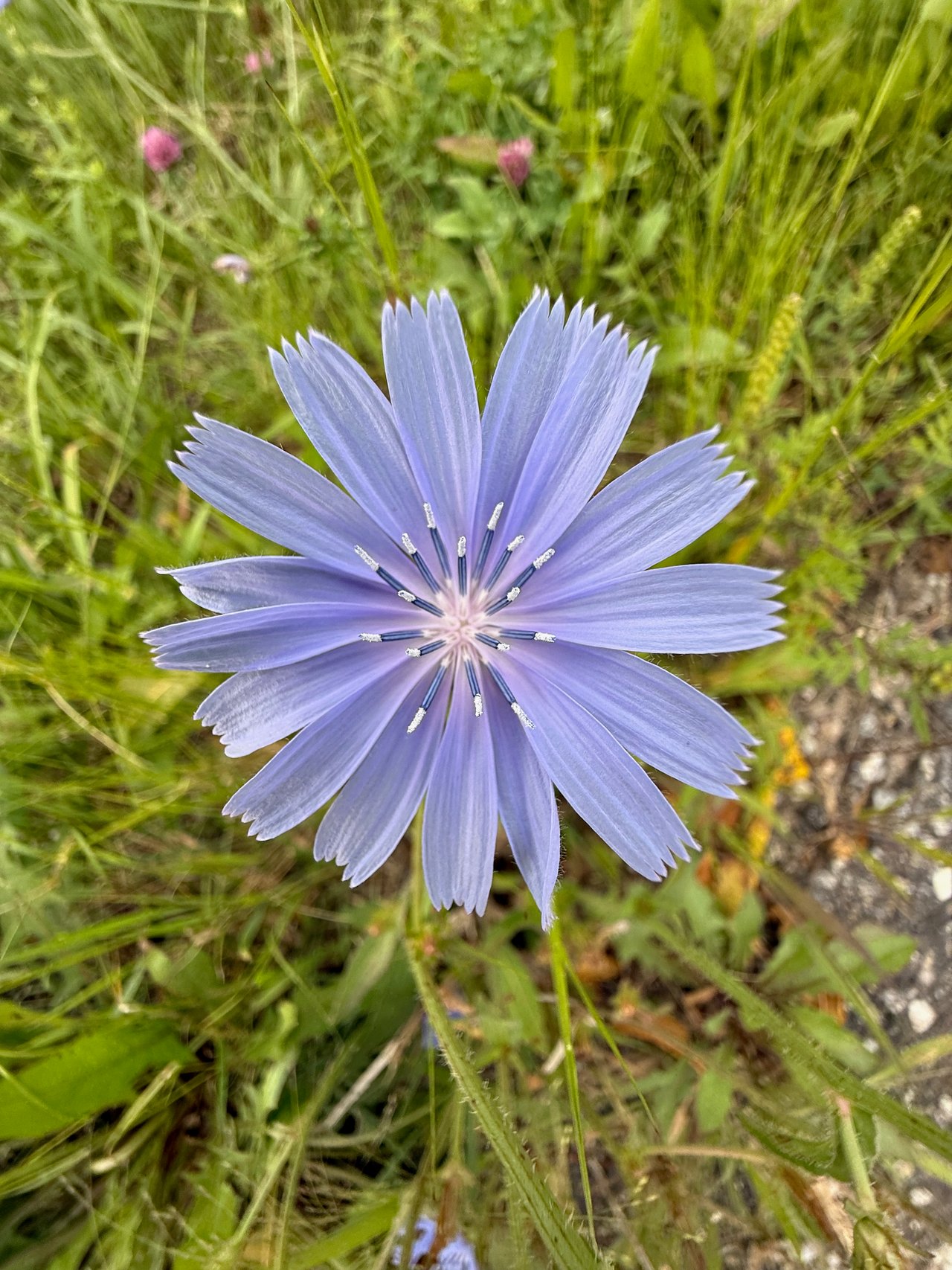 Chicory