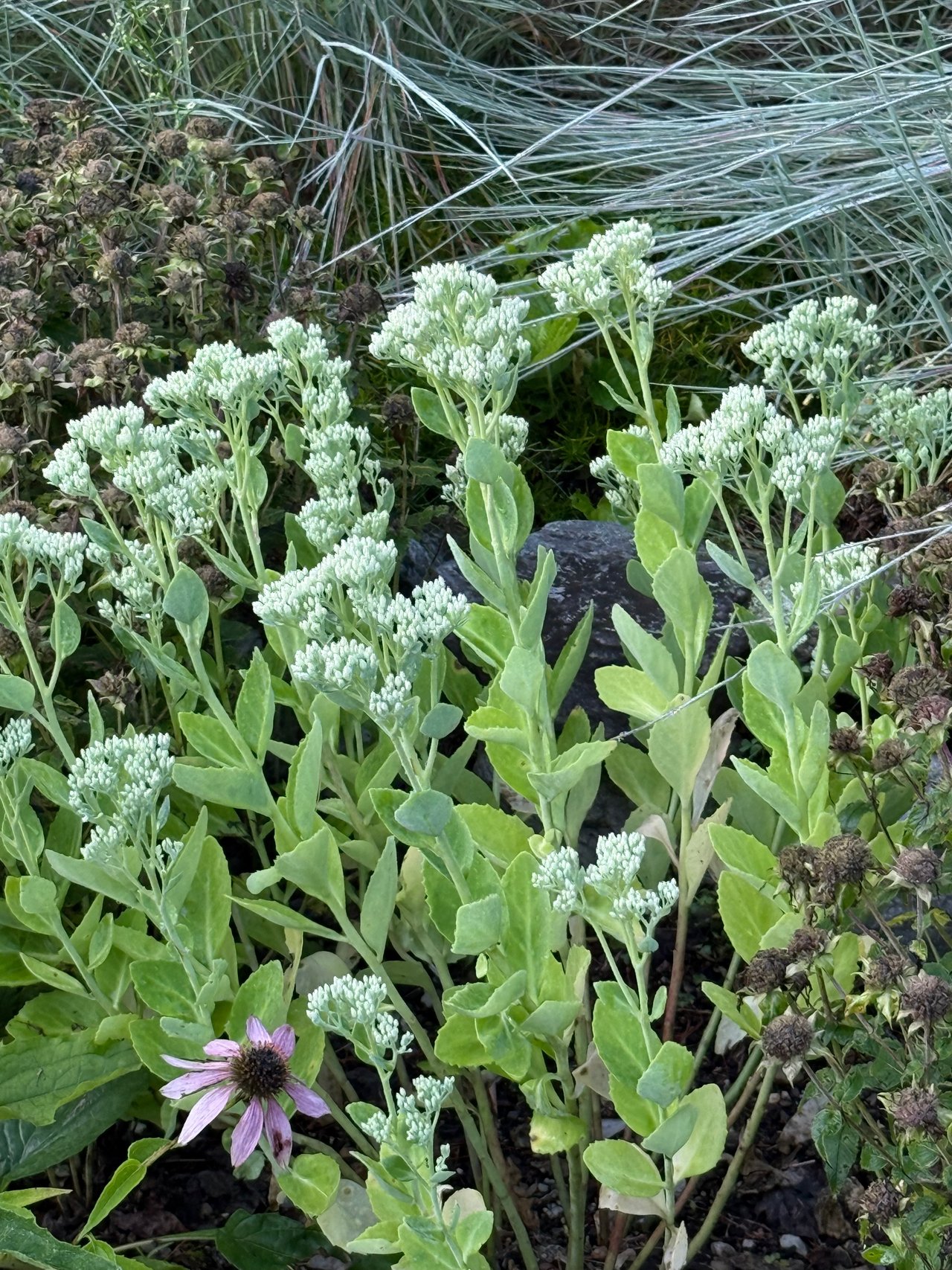 Sedum