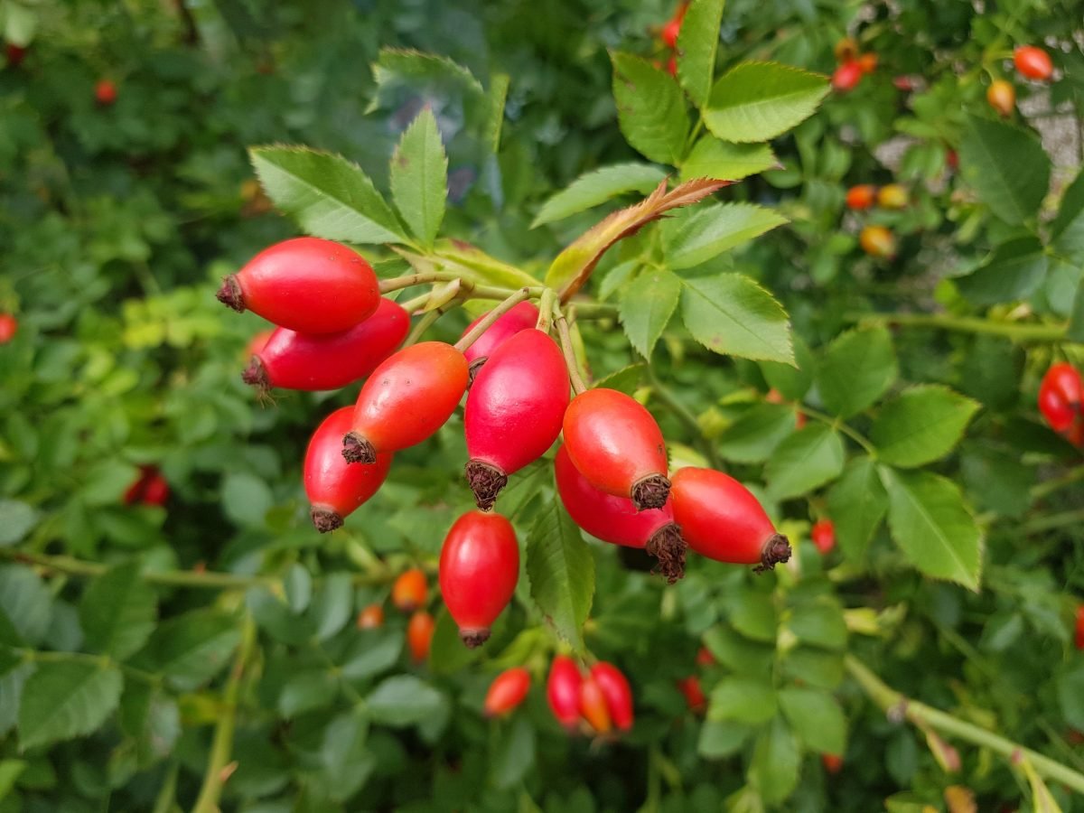 https://i.herbalreality.com/wp-content/uploads/2022/11/21123618/rosehip-dog-rose-Rosa-canina-1200x900.jpg