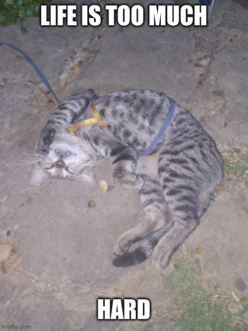 Eating, meowing, and sleeping