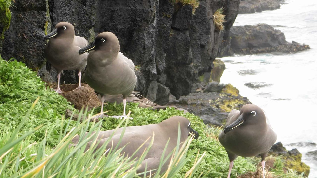 Sooty Albatross