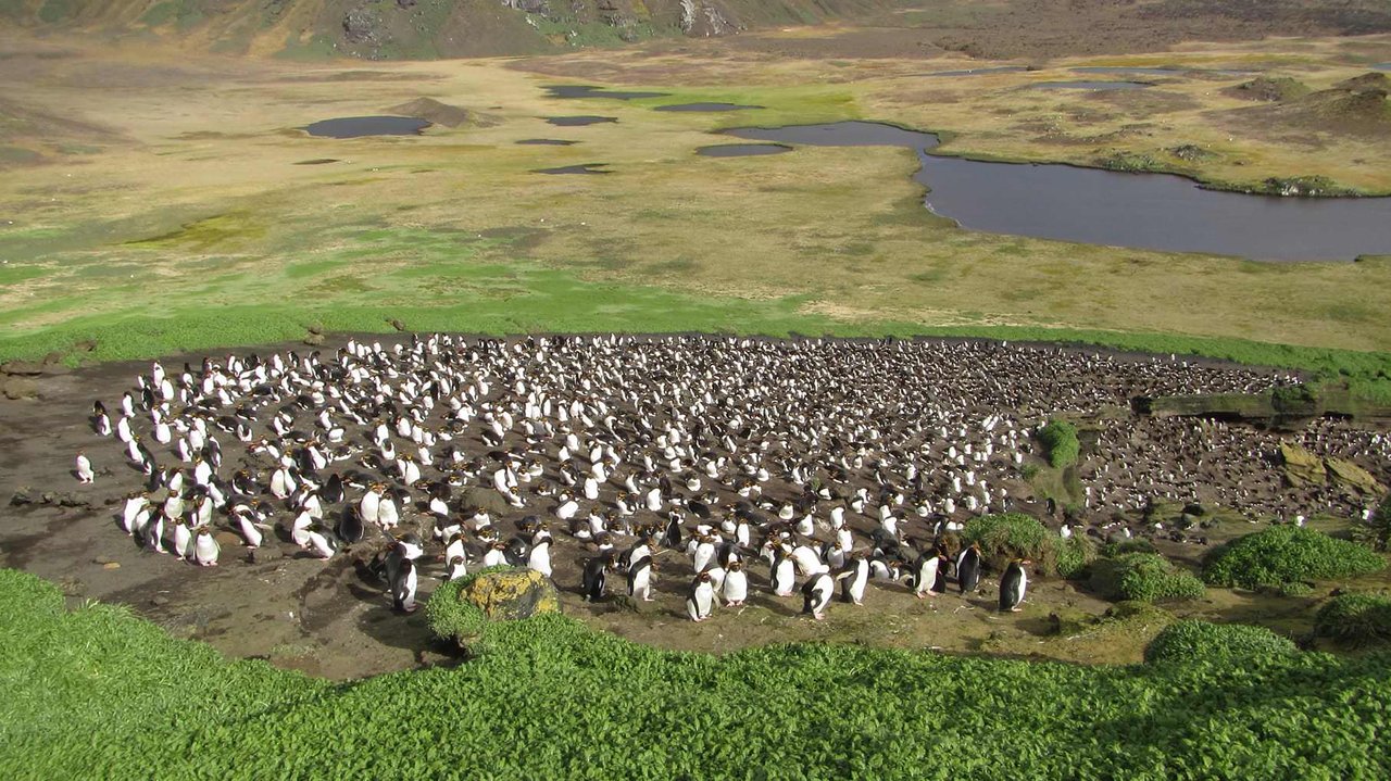 Macaroni penguin colony on Marion Island