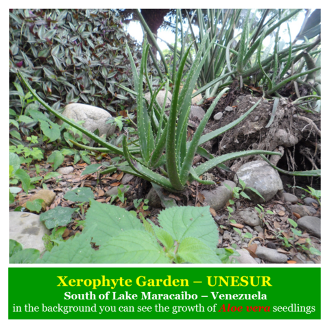 Organography and Plant Histology of Aloe vera (Liliaceae) | PeakD