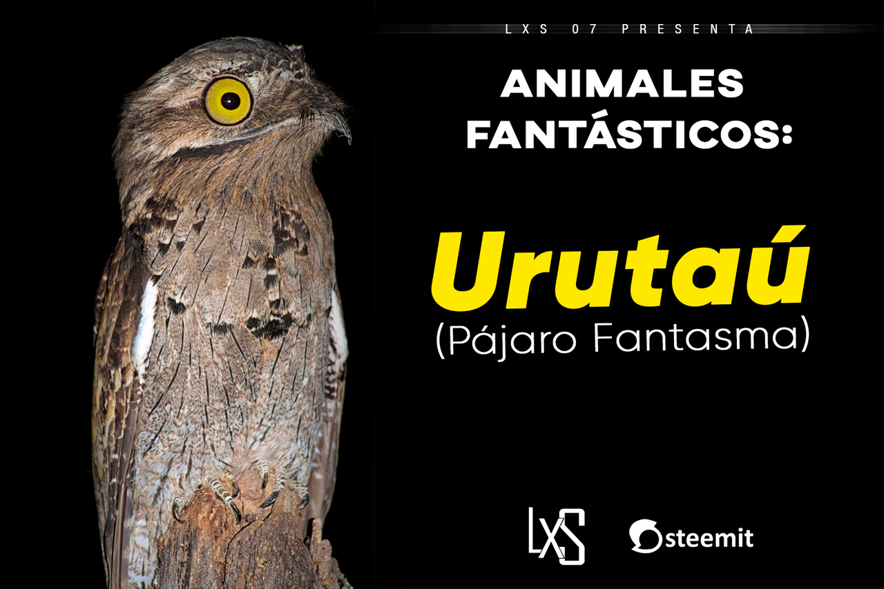 Animales fantásticos: El Urutaú (Pájaro fantasma) | PeakD