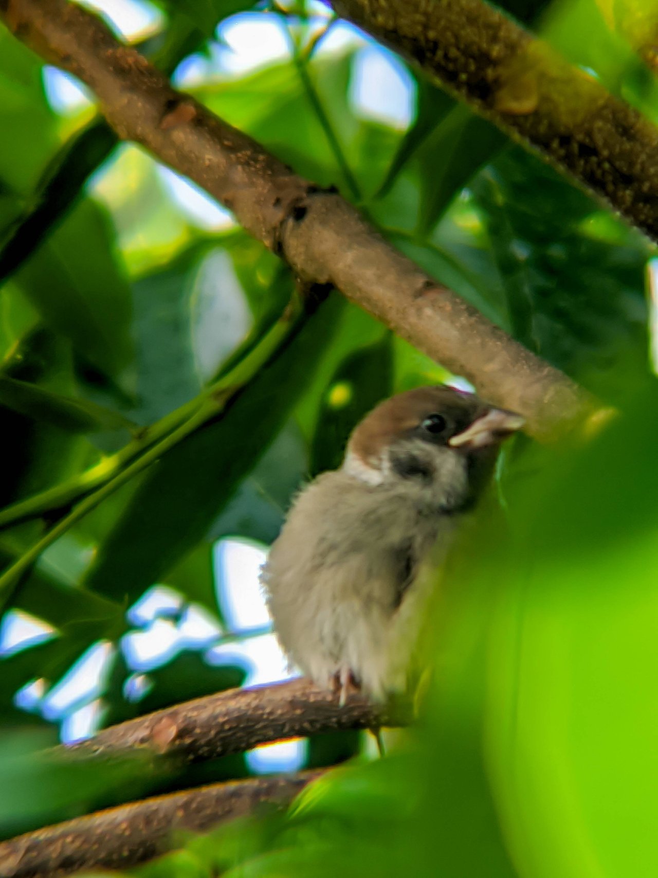 Maya Bird Philippines