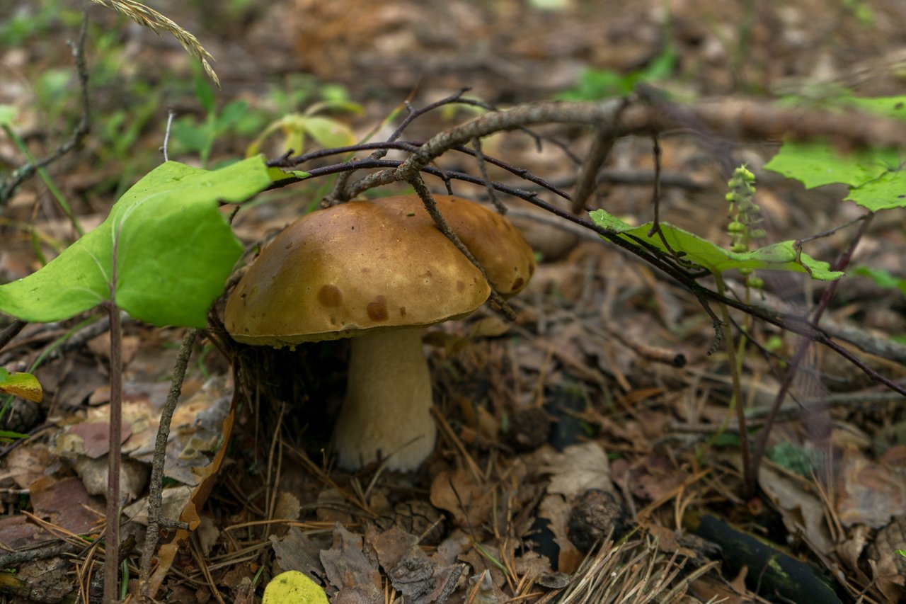 White mushroom | PeakD